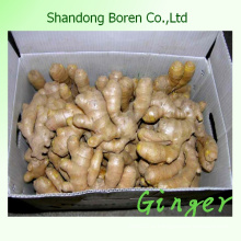 Santé Légumes Exportation Norme Chinoise Frais Gengibre
